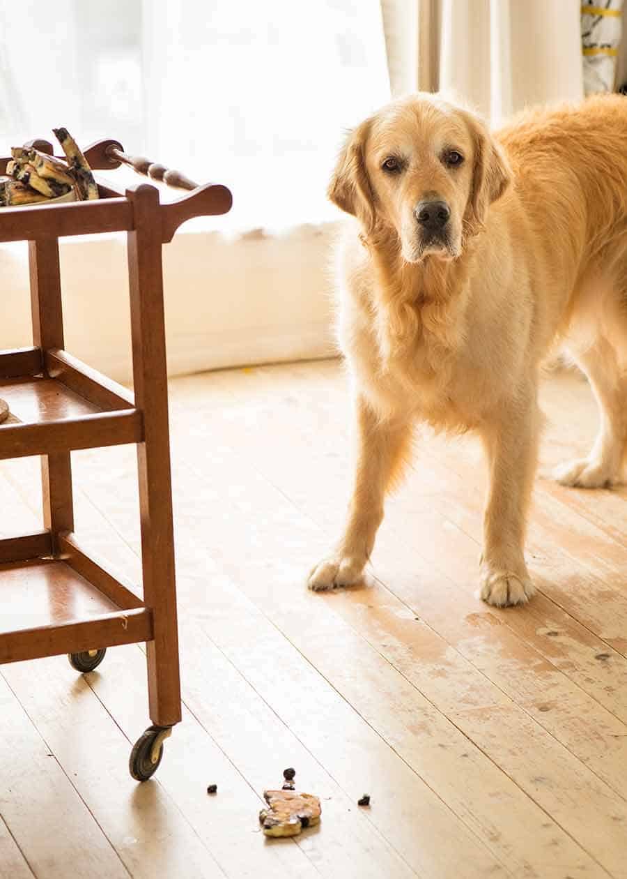 Dozer, el perro Golden Retriever, pensó que toda su Navidad llegó de golpe cuando los panqueques de arándanos cayeron al suelo.