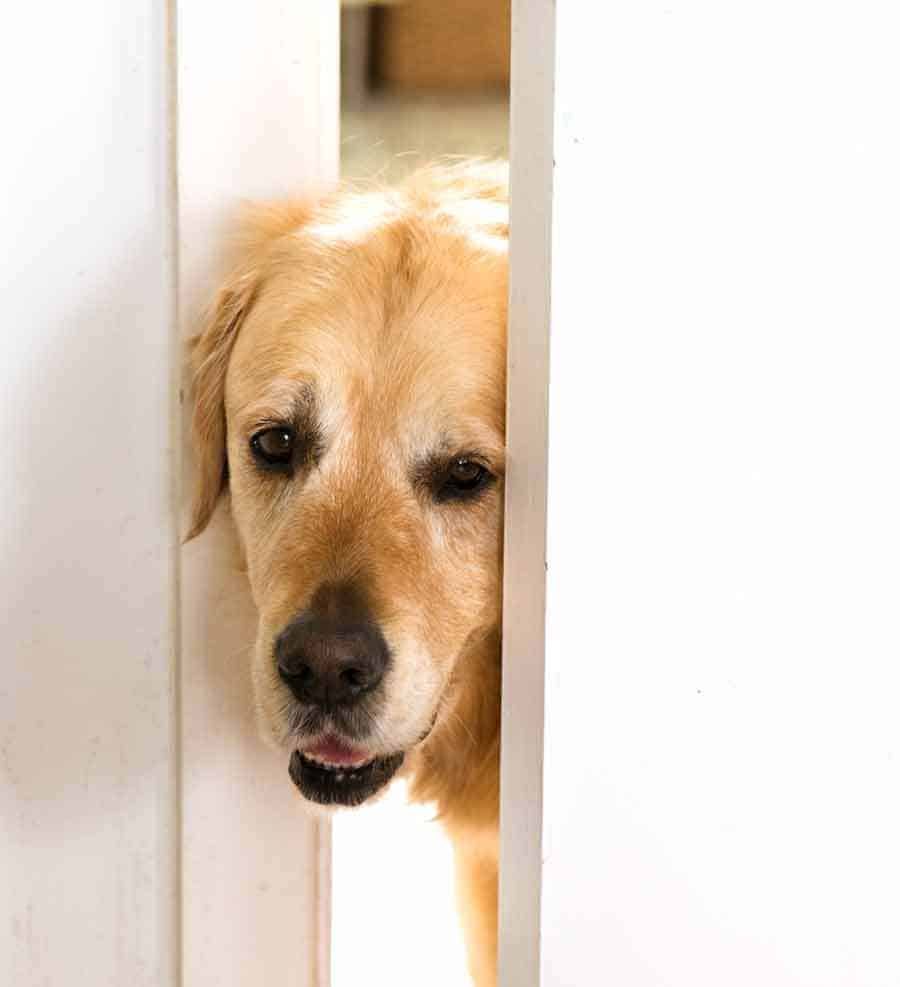 Dozer, el perro Golden Retriever, haciendo una mirada junto a la puerta