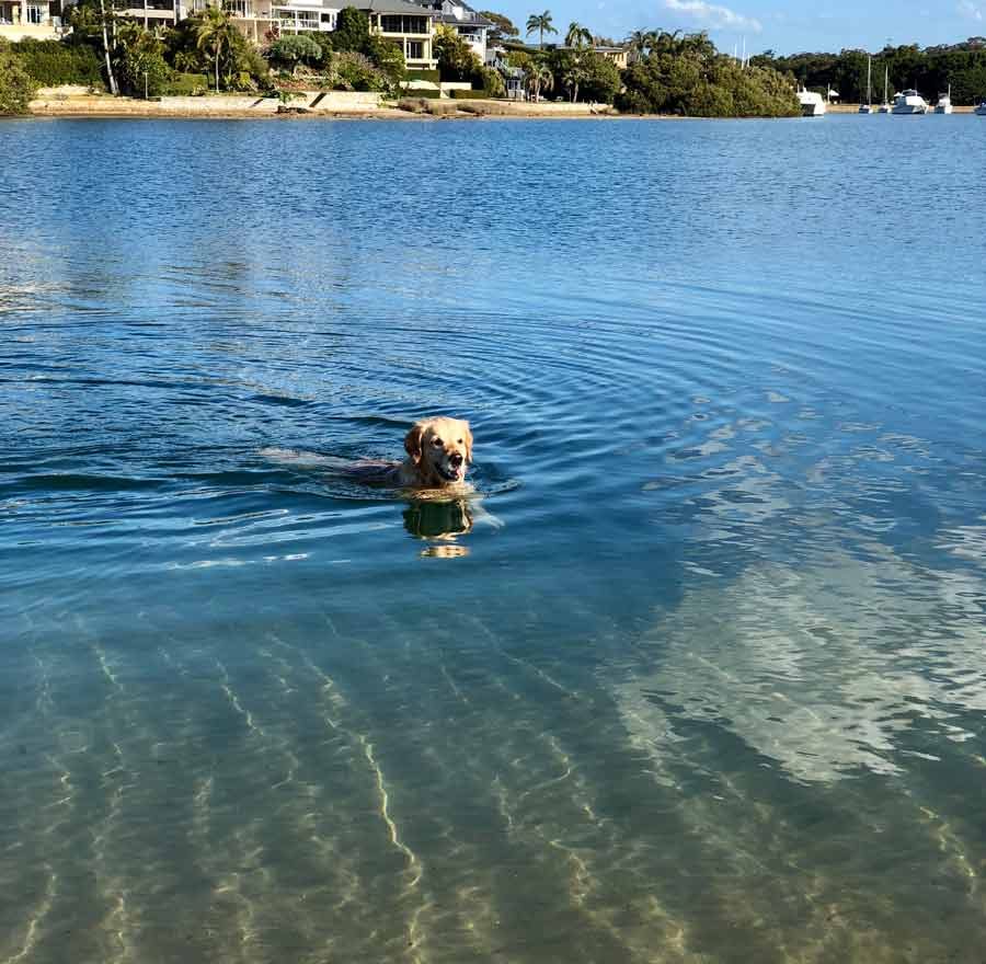 Dozer the Golden Retriever Rehabilitación de natación de perros - Terapia 