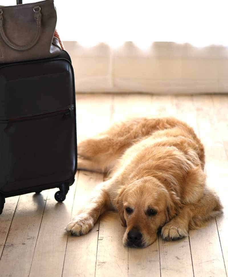 Dozer el infeliz Golden Retriever al ver la maleta