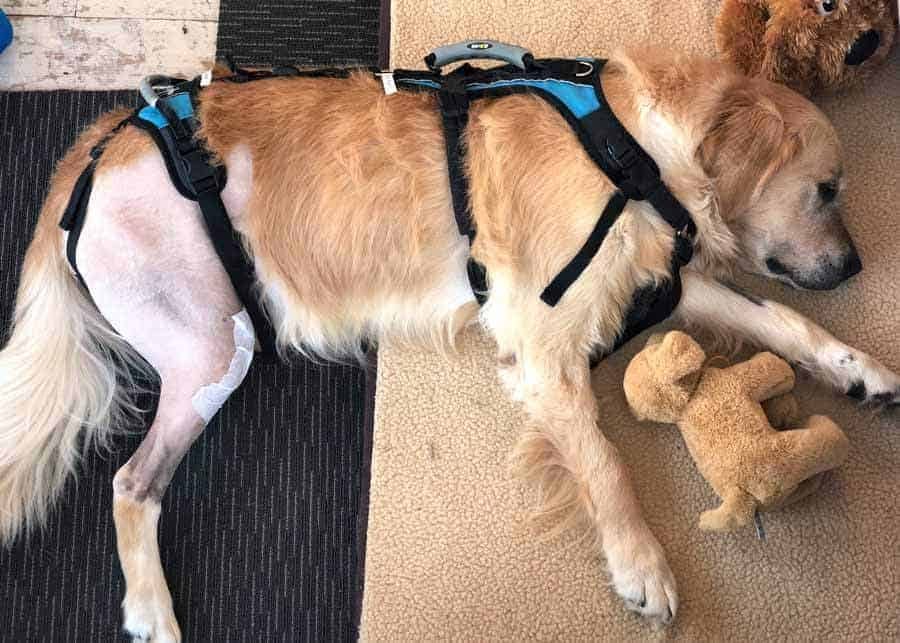 Dozer the Golden Retriever Post ACL Cirugía