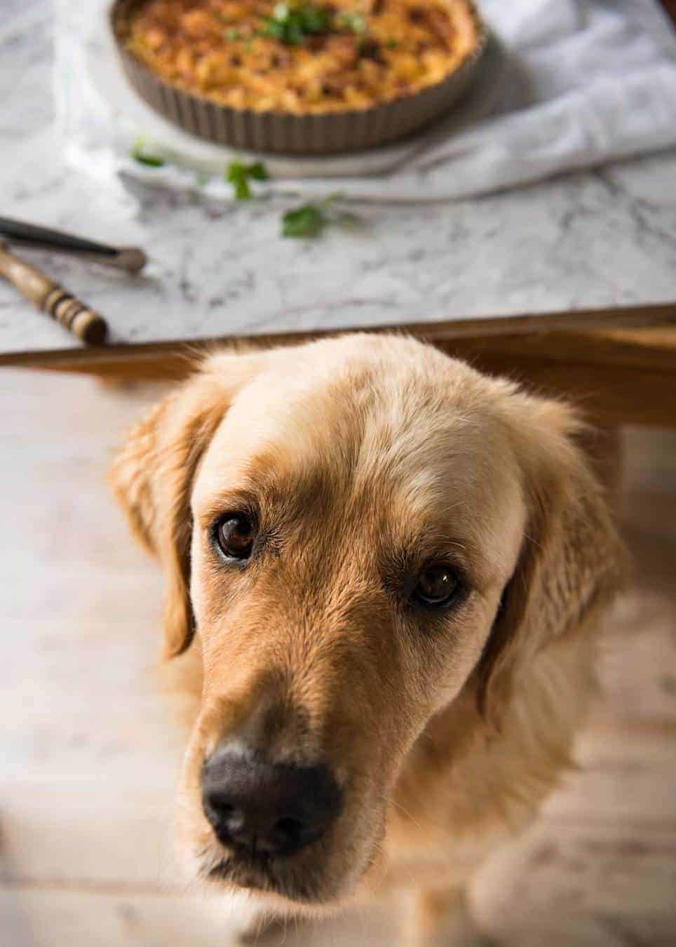 Dozer-Quiche