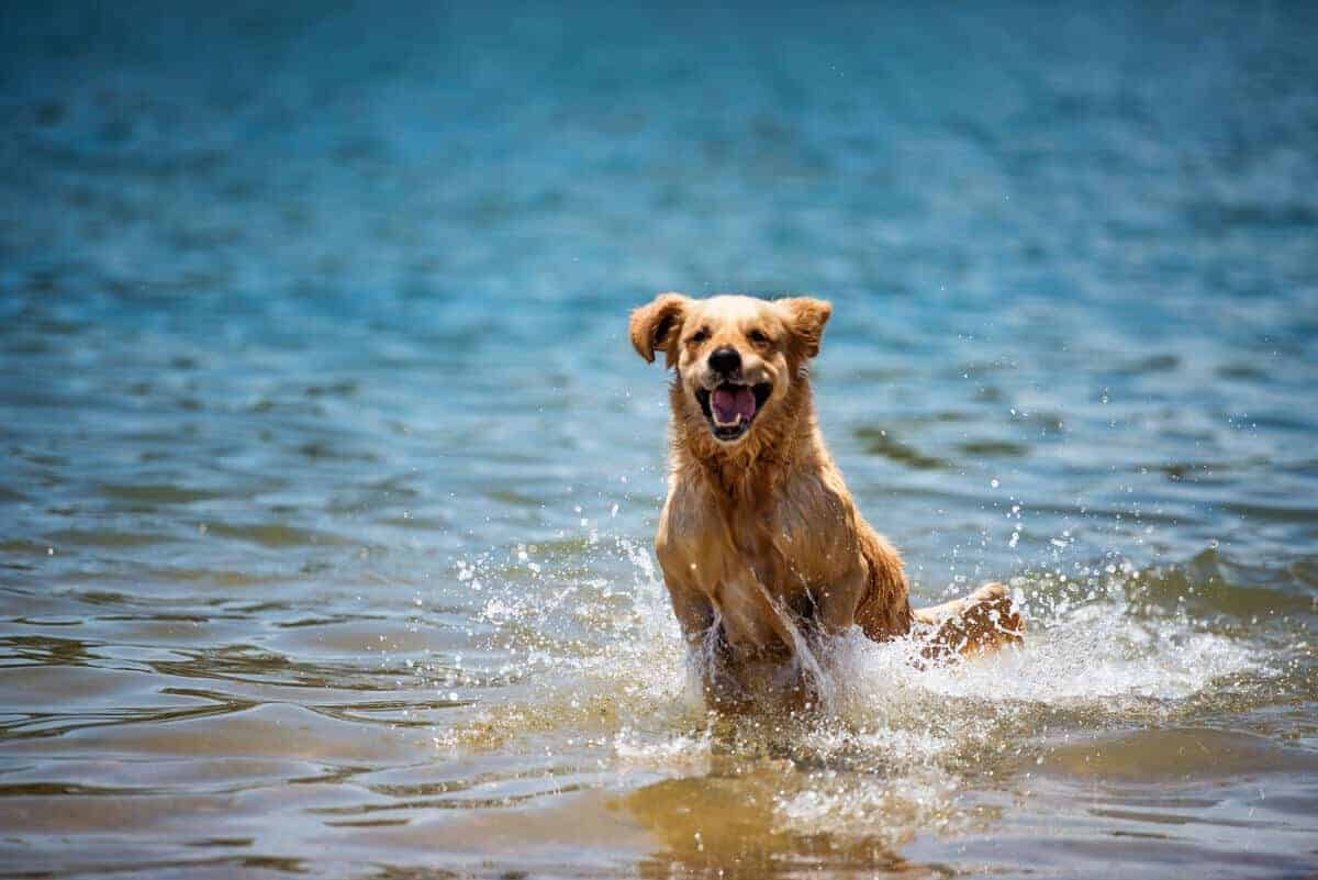 Dozer the Golden Retriever que se reproduce en el agua en Bayview Dog Beach en Pittwater, Sydney Australia 