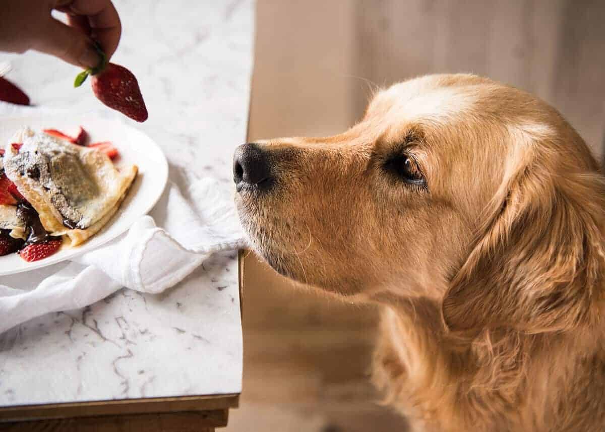 Dozer Crepes_2