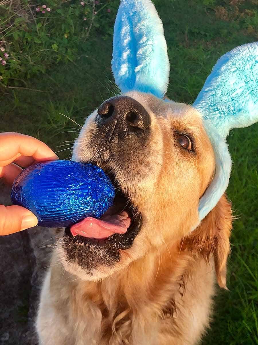 Dozer the Golden Retriever Dog - Easter 2019
